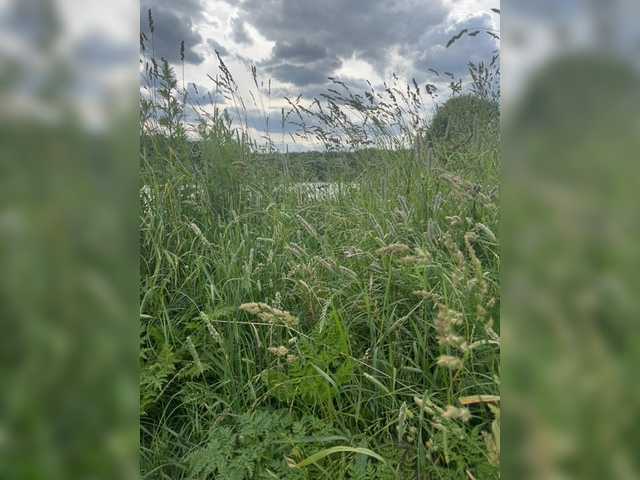 privet_medved