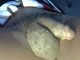 GIANT Lamar 7''2 ft tall with a 10 inches BBC ( hard) quick cumshot in private show lets go