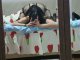 leydi_romeo